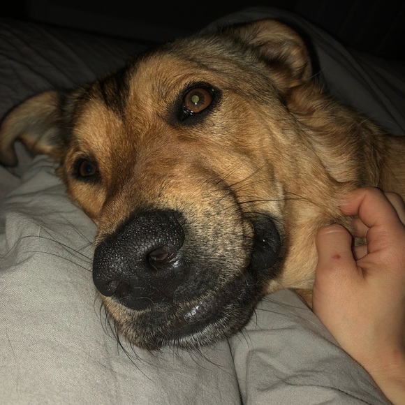 Meet your Posher, Maggie - Picture 1 of 1